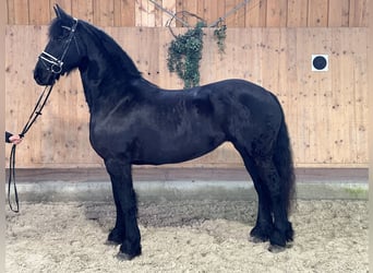 Fries paard, Merrie, 6 Jaar, 167 cm, Zwart