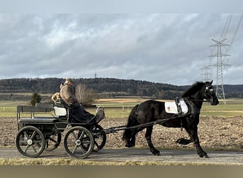 Fries paard, Merrie, 6 Jaar, 167 cm, Zwart