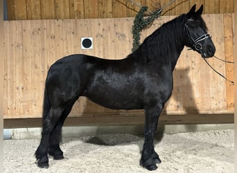 Fries paard, Merrie, 6 Jaar, 167 cm, Zwart