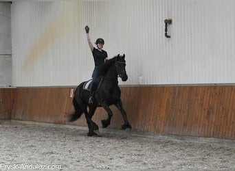 Fries paard, Merrie, 6 Jaar, 168 cm, Zwart