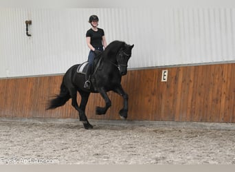 Fries paard, Merrie, 6 Jaar, 168 cm, Zwart