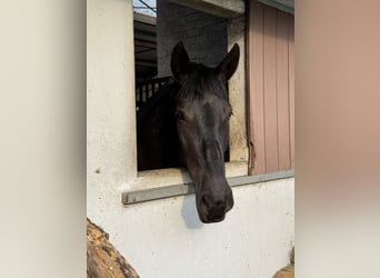 Fries paard Mix, Merrie, 6 Jaar, 169 cm, Zwart