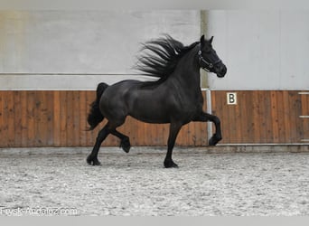 Fries paard, Merrie, 6 Jaar, 169 cm, Zwart