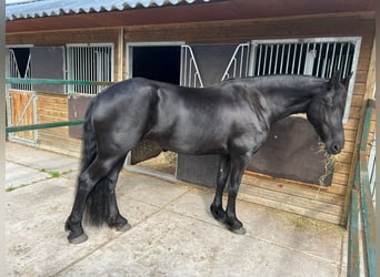 Fries paard, Merrie, 6 Jaar, 170 cm, Zwart