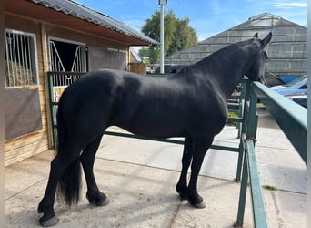 Fries paard, Merrie, 6 Jaar, 170 cm, Zwart