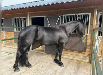 Fries paard, Merrie, 6 Jaar, 170 cm, Zwart