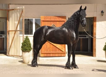 Fries paard, Merrie, 6 Jaar, 170 cm, Zwart