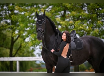 Fries paard, Merrie, 6 Jaar, 173 cm, Zwart