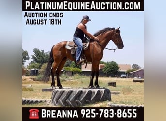 Fries paard, Merrie, 6 Jaar, Roodbruin