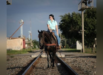 Fries paard, Merrie, 6 Jaar, Zwart