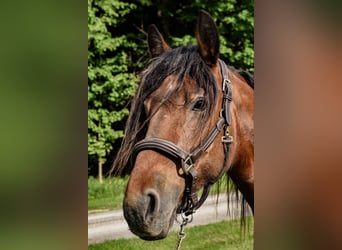 Fries paard, Merrie, 7 Jaar, 147 cm, Roodbruin