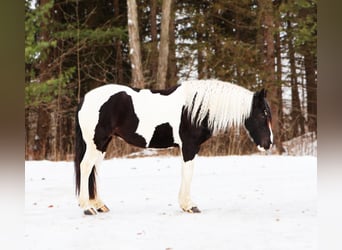 Fries paard Mix, Merrie, 7 Jaar, 155 cm