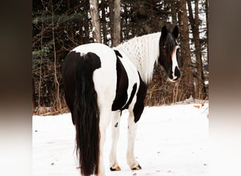 Fries paard Mix, Merrie, 7 Jaar, 155 cm, Gevlekt-paard