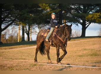 Fries paard, Merrie, 7 Jaar, 157 cm, Roan-Blue