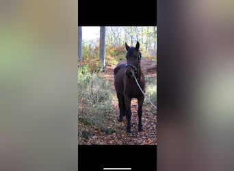 Fries paard Mix, Merrie, 7 Jaar, 158 cm, Brauner