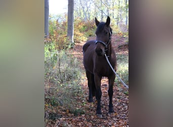 Fries paard Mix, Merrie, 7 Jaar, 158 cm, Brauner