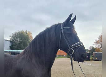 Fries paard, Merrie, 7 Jaar, 159 cm, Zwart