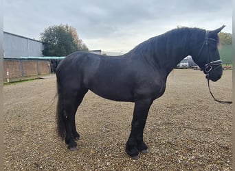 Fries paard, Merrie, 7 Jaar, 159 cm, Zwart