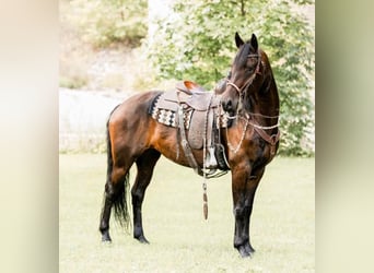 Fries paard, Merrie, 7 Jaar, 160 cm, Roodbruin