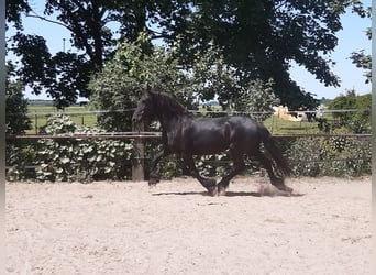 Fries paard, Merrie, 7 Jaar, 160 cm, Zwart