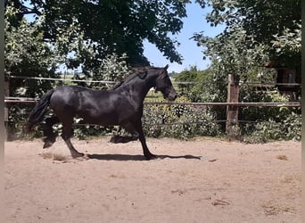 Fries paard, Merrie, 7 Jaar, 160 cm, Zwart