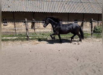 Fries paard, Merrie, 7 Jaar, 160 cm, Zwart