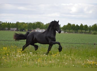 Fries paard, Merrie, 7 Jaar, 160 cm, Zwartbruin