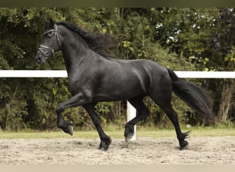 Fries paard, Merrie, 7 Jaar, 162 cm, Zwart