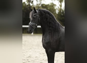 Fries paard, Merrie, 7 Jaar, 162 cm, Zwart