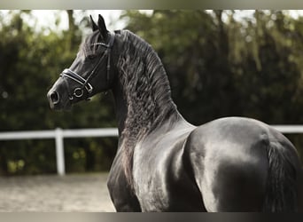 Fries paard, Merrie, 7 Jaar, 162 cm, Zwart