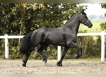 Fries paard, Merrie, 7 Jaar, 162 cm, Zwart