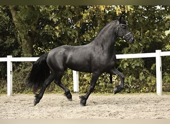 Fries paard, Merrie, 7 Jaar, 162 cm, Zwart