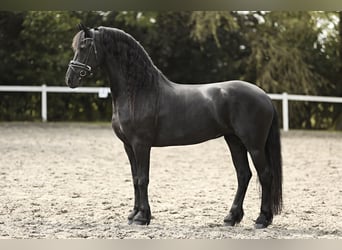 Fries paard, Merrie, 7 Jaar, 162 cm, Zwart