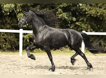 Fries paard, Merrie, 7 Jaar, 162 cm, Zwart