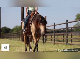 Fries paard, Merrie, 7 Jaar, 163 cm, Buckskin