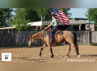 Fries paard, Merrie, 7 Jaar, 163 cm, Buckskin