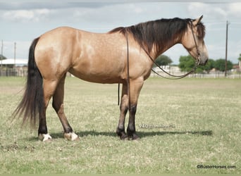 Fries paard, Merrie, 7 Jaar, 163 cm, Buckskin