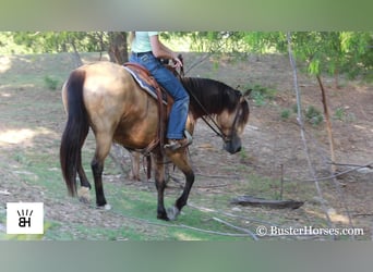 Fries paard, Merrie, 7 Jaar, 163 cm, Buckskin