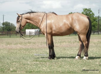 Fries paard, Merrie, 7 Jaar, 163 cm, Buckskin