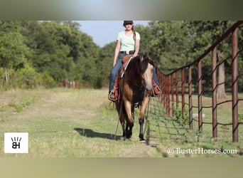 Fries paard, Merrie, 7 Jaar, 163 cm, Buckskin