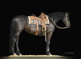 Fries paard, Merrie, 7 Jaar, 163 cm, Zwart