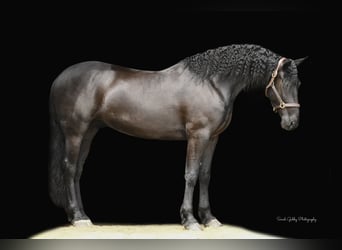 Fries paard, Merrie, 7 Jaar, 163 cm, Zwart