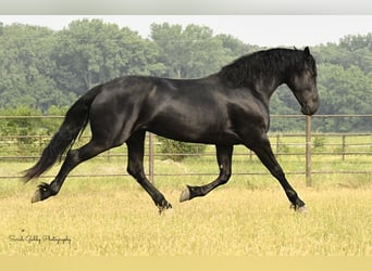 Fries paard, Merrie, 7 Jaar, 163 cm, Zwart