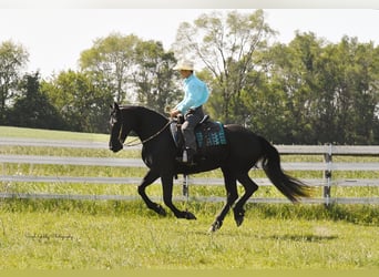 Fries paard, Merrie, 7 Jaar, 163 cm, Zwart