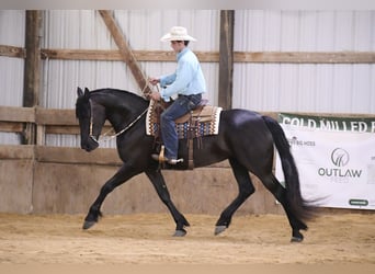 Fries paard, Merrie, 7 Jaar, 163 cm, Zwart