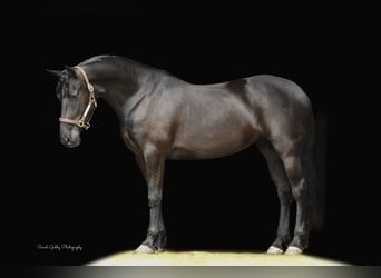 Fries paard, Merrie, 7 Jaar, 163 cm, Zwart