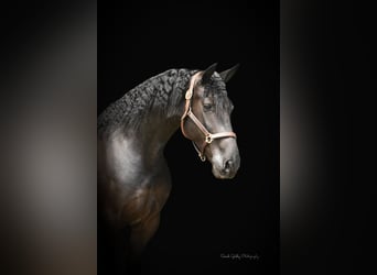 Fries paard, Merrie, 7 Jaar, 163 cm, Zwart