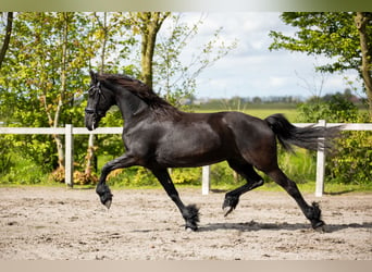 Fries paard, Merrie, 7 Jaar, 163 cm, Zwart