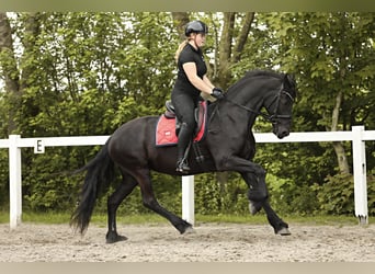 Fries paard, Merrie, 7 Jaar, 163 cm, Zwart