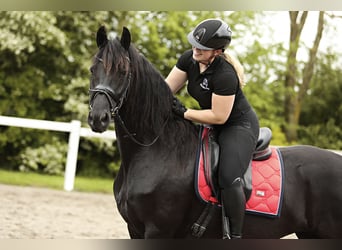 Fries paard, Merrie, 7 Jaar, 163 cm, Zwart